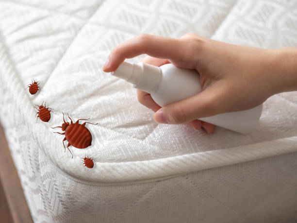 Best Emergency Pest Control  in Town Line, NY