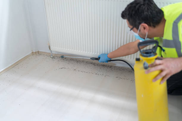 Best Local Pest Control Services  in Town Line, NY